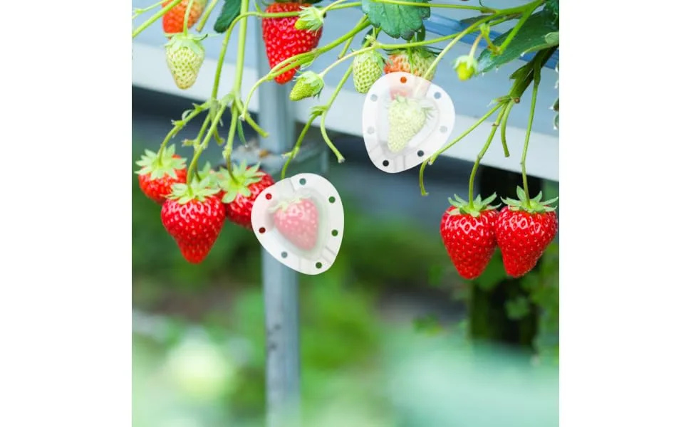Gogogmee 5pcs Fruit Shaping Mold Plastic Fruit Cucumber Shaping Tool Vegetable Shaping Tool Garden Tools - product information 2