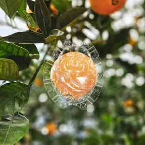VINTORKY Shaped Growth Fruit for Shaping Reusable Forming Shaper Melon Ginseng Watermelon - product information 5