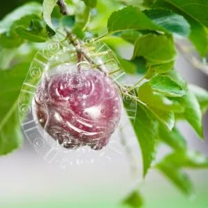 VINTORKY Shaped Growth Fruit for Shaping Reusable Forming Shaper Melon Ginseng Watermelon - product information 6