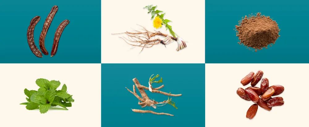 Teeccino Dandelion Tea Mocha Mint Rich & Roasted Herbal Tea That s Caffeine Free & Prebiotic with Dandelion Root 25 Tea Bags - Mocha Mint