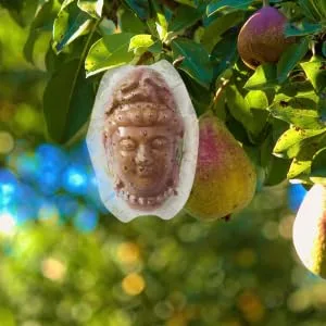 SEWOART Vegetable Mold Fruit Melon Shaping Mold Vegetable DIY Multifunction to Play with - product information 6