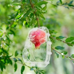 ORFOFE fruit shaping mold cucumber shaping molds fengshui molds creative melon molds Ginseng fruit modeling - product information 7