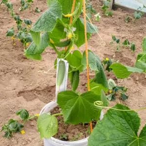 Gogogmee 4pcs Garden Cucumber Star Candy Shaped Growth and Plangting Vegetables Rigid Growing Vessel - product information 3