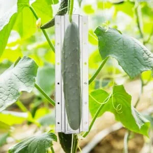 Gogogmee 4pcs Garden Cucumber Star Candy Shaped Growth and Plangting Vegetables Rigid Growing Vessel - product information 6