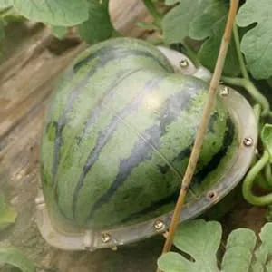 Hoement Fruit Shaping Molds Fruit Vegetables Square Tool Watermelon Shaping Grow Mold Cooking Utensils Strawberry Pumpkin 17x17cm Transparent - product information 1