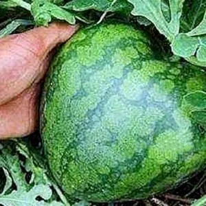 Hoement Fruit Shaping Molds Fruit Vegetables Square Tool Watermelon Shaping Grow Mold Cooking Utensils Strawberry Pumpkin 17x17cm Transparent - product information 5