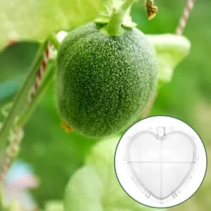 OKUMEYR Heart Shaped Watermelon Molds Gardening Fruit Molds Vegetable Forming Mold Stereotypes Shaper - product information 2