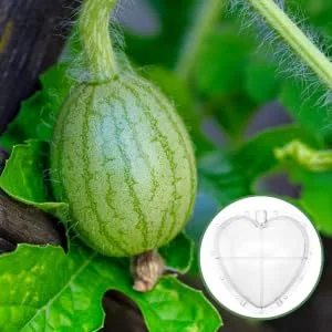 OKUMEYR Heart Shaped Watermelon Molds Gardening Fruit Molds Vegetable Forming Mold Stereotypes Shaper - product information 3