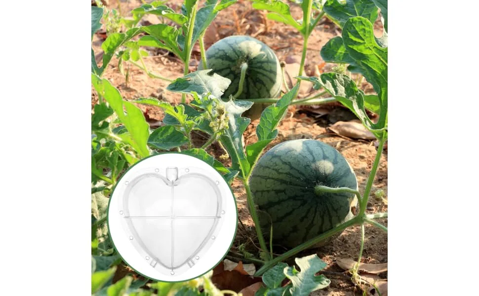 OKUMEYR Heart Shaped Watermelon Molds Gardening Fruit Molds Vegetable Forming Mold Stereotypes Shaper - product information 4