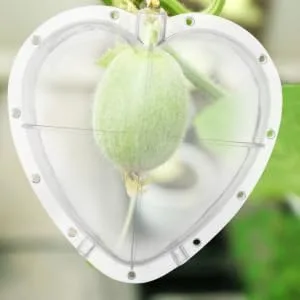 OKUMEYR Heart Shaped Watermelon Molds Gardening Fruit Molds Vegetable Forming Mold Stereotypes Shaper - product information 5