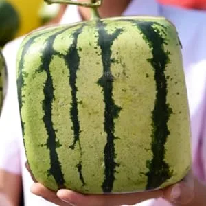 BRIGHTFUFU Watermelon Shaping Tools Fruit Shaping Vegetable Mould Fruit Shaper Watermelon Pumpkin Moss Cucumber Transparent 15x15cm - product information 4