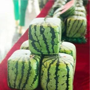 BRIGHTFUFU Watermelon Shaping Tools Fruit Shaping Vegetable Mould Fruit Shaper Watermelon Pumpkin Moss Cucumber Transparent 15x15cm - product information 5