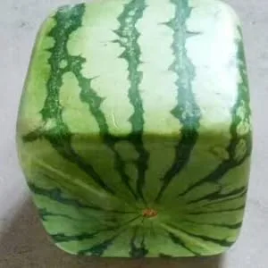 FUNOMOCYA Watermelon Shaping Vegetables Vegetable Vegetable Mould Large Moss Pole Watermelon Strawberry Ginseng Fruit 15x15cm Transparent - product information 3