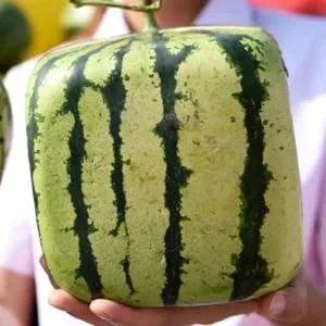 FUNOMOCYA Watermelon Shaping Vegetables Vegetable Vegetable Mould Large Moss Pole Watermelon Strawberry Ginseng Fruit 15x15cm Transparent - product information 4