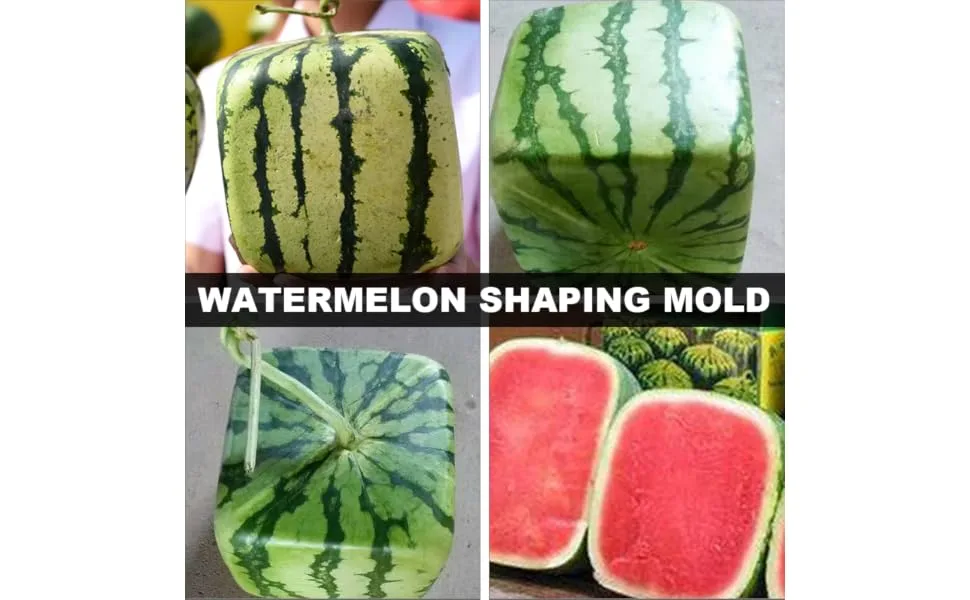 FUNOMOCYA Watermelon Shaping Vegetables Vegetable Vegetable Mould Large Moss Pole Watermelon Strawberry Ginseng Fruit 15x15cm Transparent - product information 5