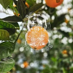 ORFOFE 2pcs Shaped Growth Fruit Buddha Baby Shaper Small Watermelon Accessories - product information 2