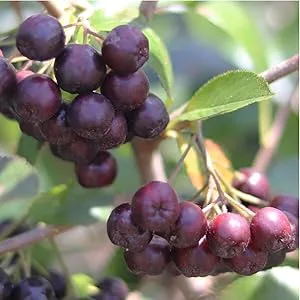 Acai Berry Capsules | 6000mg | 250 Count | Non-GMO & Gluten Free Acai Berry Extract | by Carlyle - berries