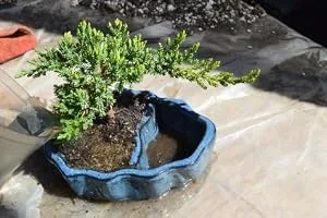 9GreenBox - Zen Reflections Juniper Bonsai Style 4 - product information 2