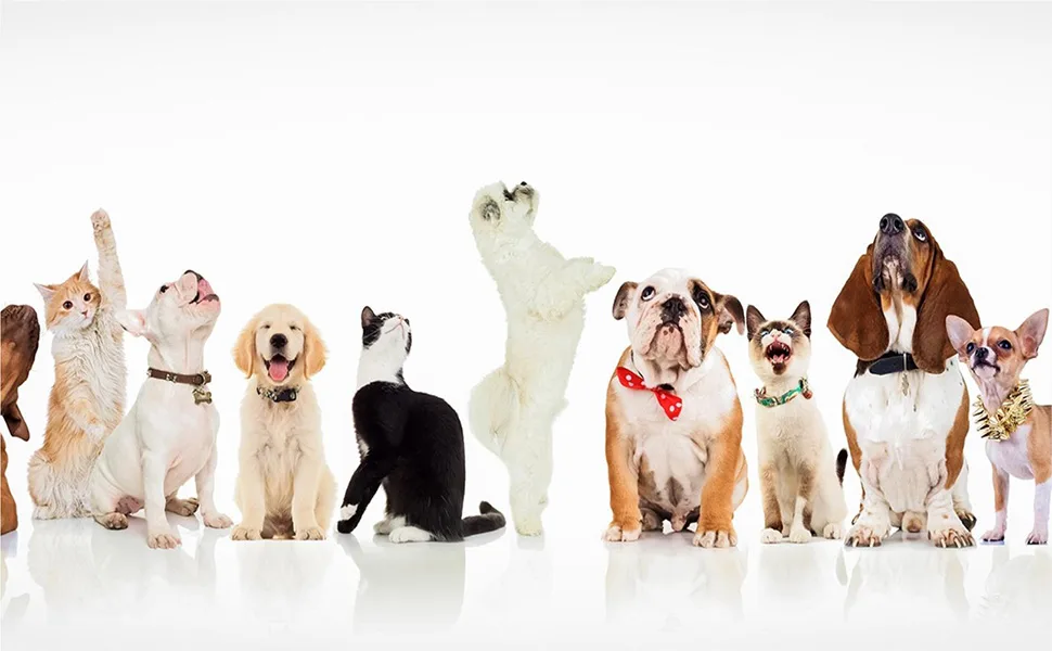 6 Inch Long Cotton Swabs of Medium and Large Pets Ears Cleaning or Makeup 100pcs 6" 100pcs - product information 5