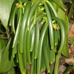 10 Split Extract Grade B Madagascar Bourbon Vanilla Beans 1315 cm (56") by Vanilla Products USA - Vanilla beans on the vine