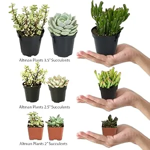 Altman Plants Assorted Cactus Collection 2.5" 4 pack 2.5 Inch,4 Pack 4 Pack - comparison