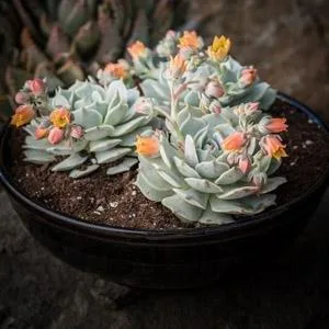 Altman Plants Assorted Cactus Collection 2.5" 4 pack 2.5 Inch,4 Pack 4 Pack - product information 1