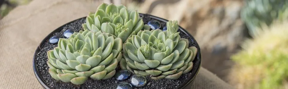 Altman Plants Assorted Cactus Collection 2.5" 4 pack 2.5 Inch,4 Pack 4 Pack - product information 10
