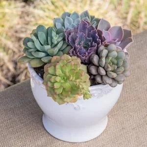 Altman Plants Assorted Cactus Collection 2.5" 4 pack 2.5 Inch,4 Pack 4 Pack - product information 3
