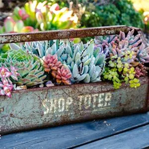 Altman Plants Assorted Cactus Collection 2.5" 4 pack 2.5 Inch,4 Pack 4 Pack - product information 4