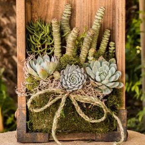 Altman Plants Assorted Cactus Collection 2.5" 4 pack 2.5 Inch,4 Pack 4 Pack - product information 5