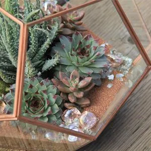 Altman Plants Assorted Cactus Collection 2.5" 4 pack 2.5 Inch,4 Pack 4 Pack - product information 6