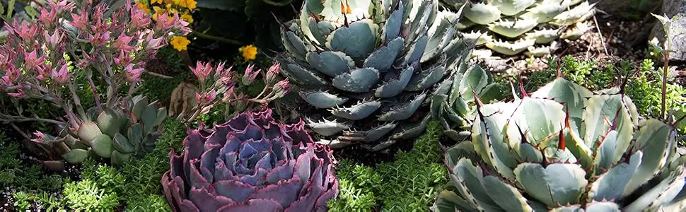 Altman Plants Assorted Cactus Collection 2.5" 4 pack 2.5 Inch,4 Pack 4 Pack - Succulent Garden