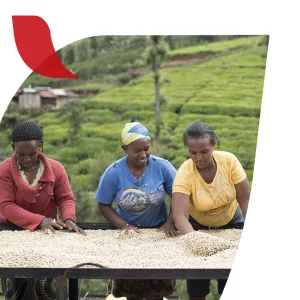 NESCAFE Taster's Choice, House Blend Light Medium Roast Instant Coffee, 12 boxes (72 packets) House 5 Count (Pack of 12) - the future of coffee