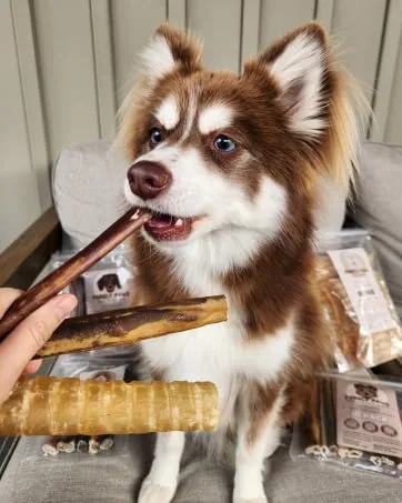 Purely Paws Premium All-Natural Beef Bully Sticks - Safe Digestible Dog Chews - Long-Lasting Low-Odour Rawhide Free (6" 5 Count) 6" (Pack of 5) - Cute husky dog chewing on bully sticks, collagen sticks and beef trachea.
