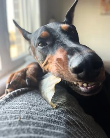 Purely Paws Premium All-Natural Beef Bully Sticks - Safe Digestible Dog Chews - Long-Lasting Low-Odour Rawhide Free (6" 5 Count) 6" (Pack of 5) - Large doberman dog chewing on a long-lasting cow ear.