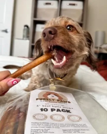 Purely Paws Premium All-Natural Beef Bully Sticks - Safe Digestible Dog Chews - Long-Lasting Low-Odour Rawhide Free (6" 5 Count) 6" (Pack of 5) - small dog chewing bully stick