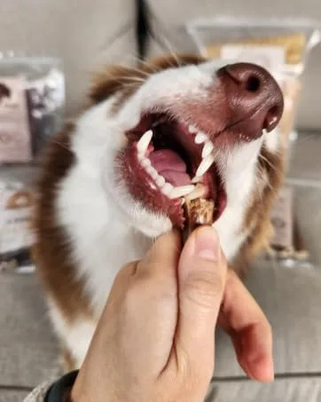 Purely Paws All-Natural Beef Trachea - Safe Digestible Dog Chews - Single Ingredient Trachea Chew - Rawhide Free - (6 Inch - 10 Pack) 6" (10 Pack) - Dog chomping and chewing on a bully stick chew.