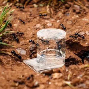 COLLBATH Pet Water Feeder Ant Water Feeders Water Feeding Cup for Ant Nest Ant Keeping Transparent Plastic - product information 4