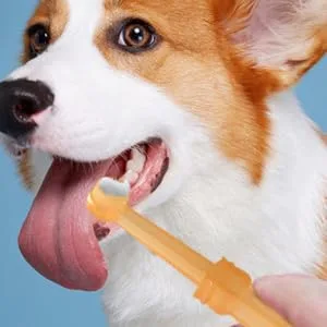 BUGUUYO 1 Set Pet Toothbrush Set Travel Toothpaste Dog Toothbrushes Single-head Toothbrush The Dog Pet Brush - product information 6
