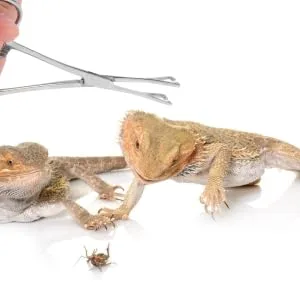 BESPORTBLE Reptile Feeding Clip Cricket Feeder Aquarium Tongs Extra Long Stainless Steel Silver - product information 3