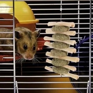 BESPORTBLE Rabbit Chew Snack for Teeth Parrots Biting Playthings Small Pet Chew Snack - product information 5