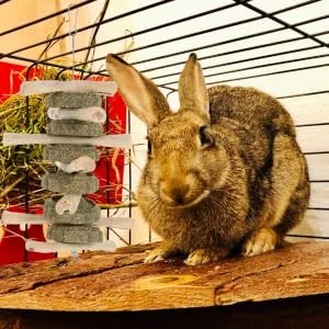 BESPORTBLE Rabbit Chew Snack for Teeth Parrots Biting Playthings Small Pet Chew Snack - product information 7