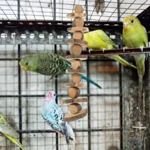 NOLITOY Parrot Snack Tooth Accessory Bite for Teeth Grinding Hammock Treat Blocks Hanging Wooden Chew - product information 1