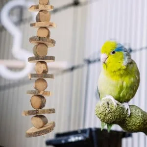 NOLITOY Parrot Snack Tooth Accessory Bite for Teeth Grinding Hammock Treat Blocks Hanging Wooden Chew - product information 2