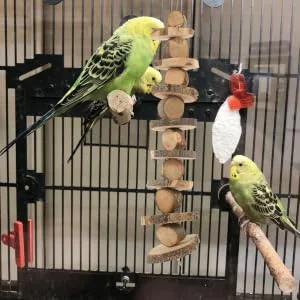 NOLITOY Parrot Snack Tooth Accessory Bite for Teeth Grinding Hammock Treat Blocks Hanging Wooden Chew - product information 6