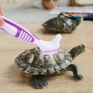 BESPORTBLE 3pcs Turtle Shell Cleaning Brush Turtle Brush Fish Tank Aquarium Scraper Brace Plastic 16x5cmx3pcs As Shown 3x3pcs - product information 4