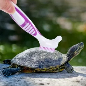 BESPORTBLE 3pcs Turtle Shell Cleaning Brush Turtle Brush Fish Tank Aquarium Scraper Brace Plastic 16x5cmx3pcs As Shown 3x3pcs - product information 6