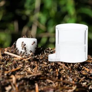 COLLBATH 2pcs Ant Water Feeder Ant Nest Water Feeding Area Ant Water Feeding Bowl Mini Animals Ants Acrylic - product information 3