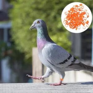 VILLFUL 100 Pcs Pigeon Anklet Numbered Pigeon Deterrent Sound Clips Drumstick Chicken Foot Ring Plastic 1.3X1.3CM Orange - product information 2