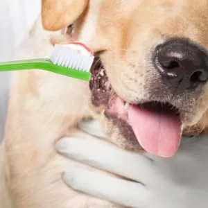 Didiseaon 12pcs Double Head Dog Toothbrush Tooth Paste Dog Toothbrush and Toothpaste Dogs Toothbrush Set Clean - product information 1